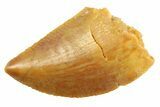 Serrated Raptor Tooth - Real Dinosaur Tooth #347045-1